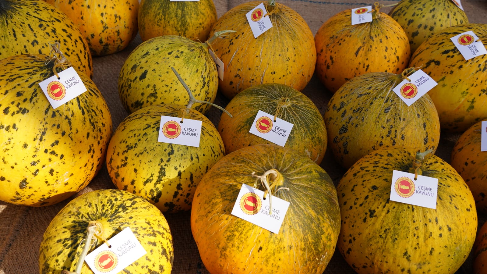 Çeşme Ovacık Sakız Koyunu ve Kavunu Festivali